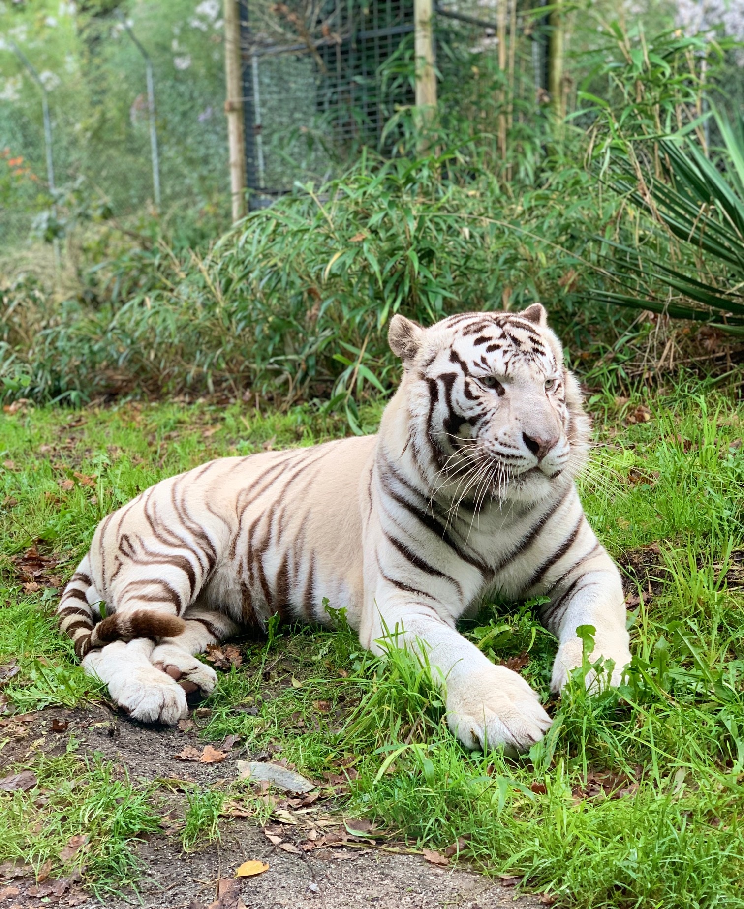Radjah, le tigre blanc emblème du parc d’Asson ©YR