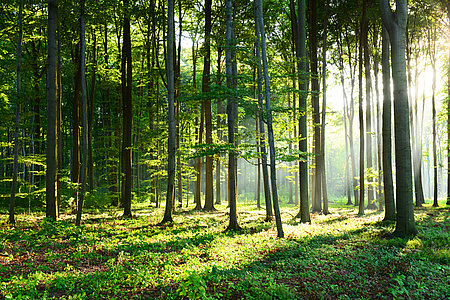 Les arbres sont des espèces « clés de voute » essentielles au fonctionnement et au maintien des écosystèmes © DR