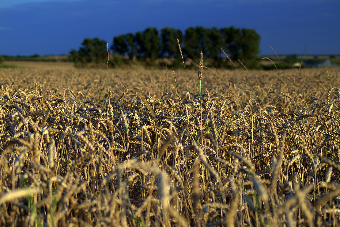 La guerre en Ukraine fait peser de nouveaux risques sur la sécurité alimentaire dans le monde © DR