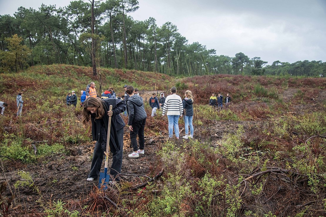 Journée de replantation de la forêt du Pignada, 25 novembre 2022