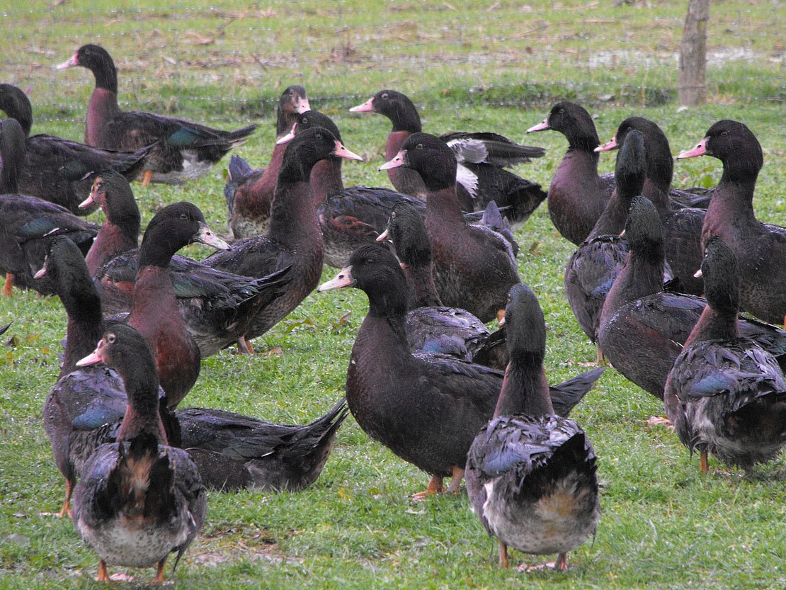 Le Kriaxera, l’avenir de la filière canard en France ?