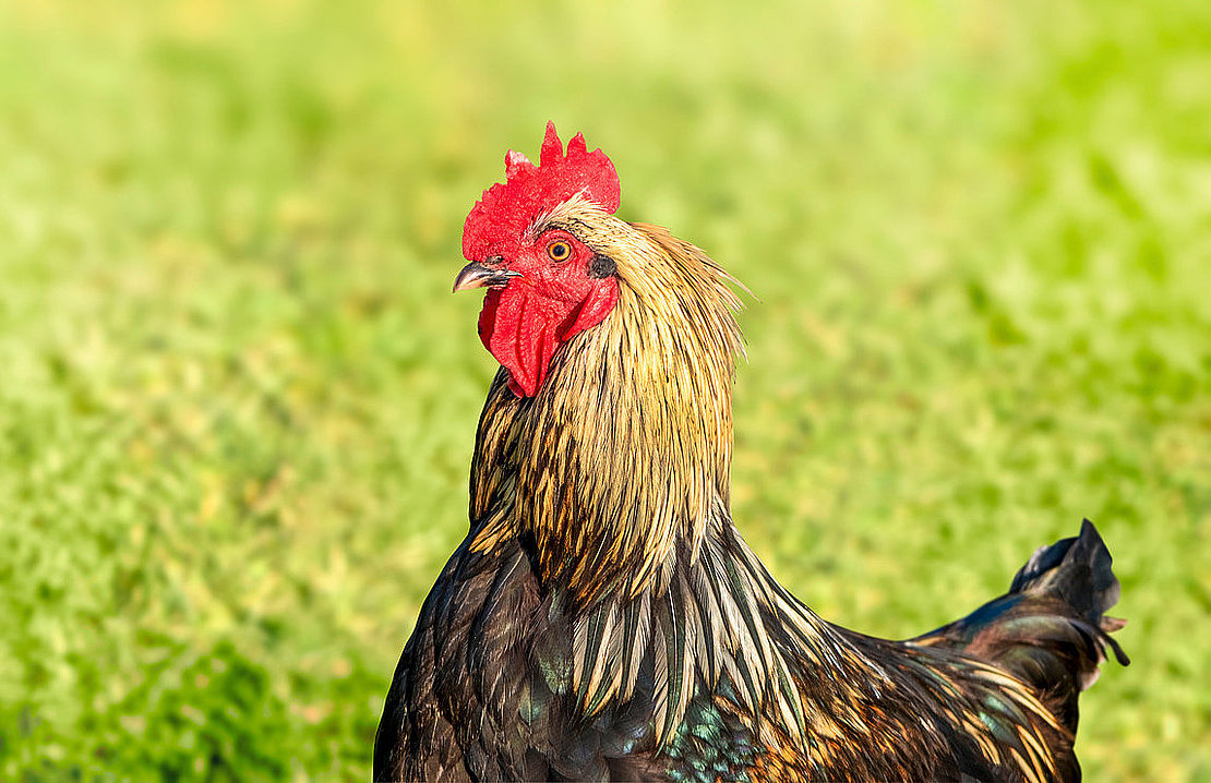 Banner with rooster on the right side. On blurred nature green grass background. Copy space.