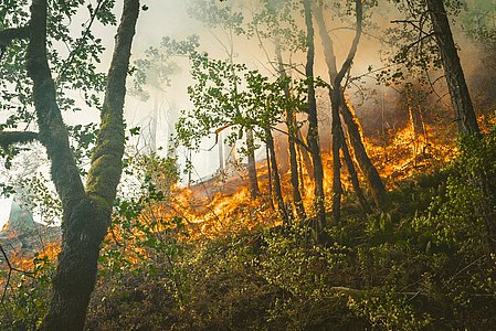 Feux de forêt et prévention, Acain