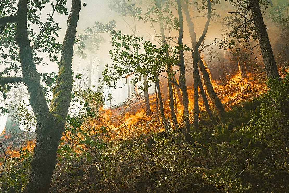 Feux de forêt et prévention, Acain