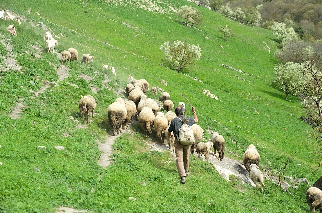 La Fête des bergers à Aramits