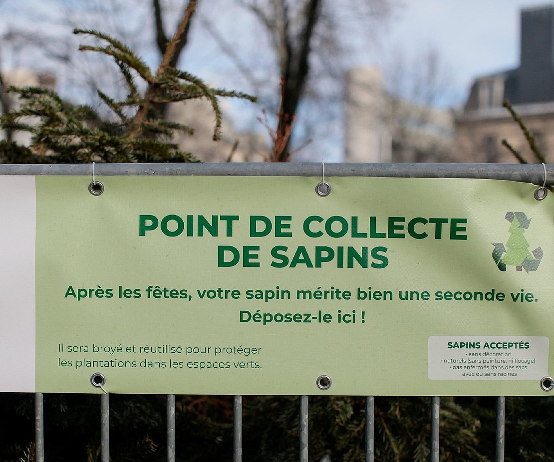 Collecte de vieux sapins à Pau.