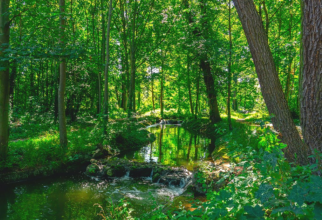 Plan de gestion de la forêt, Oloron-Sainte-Marie