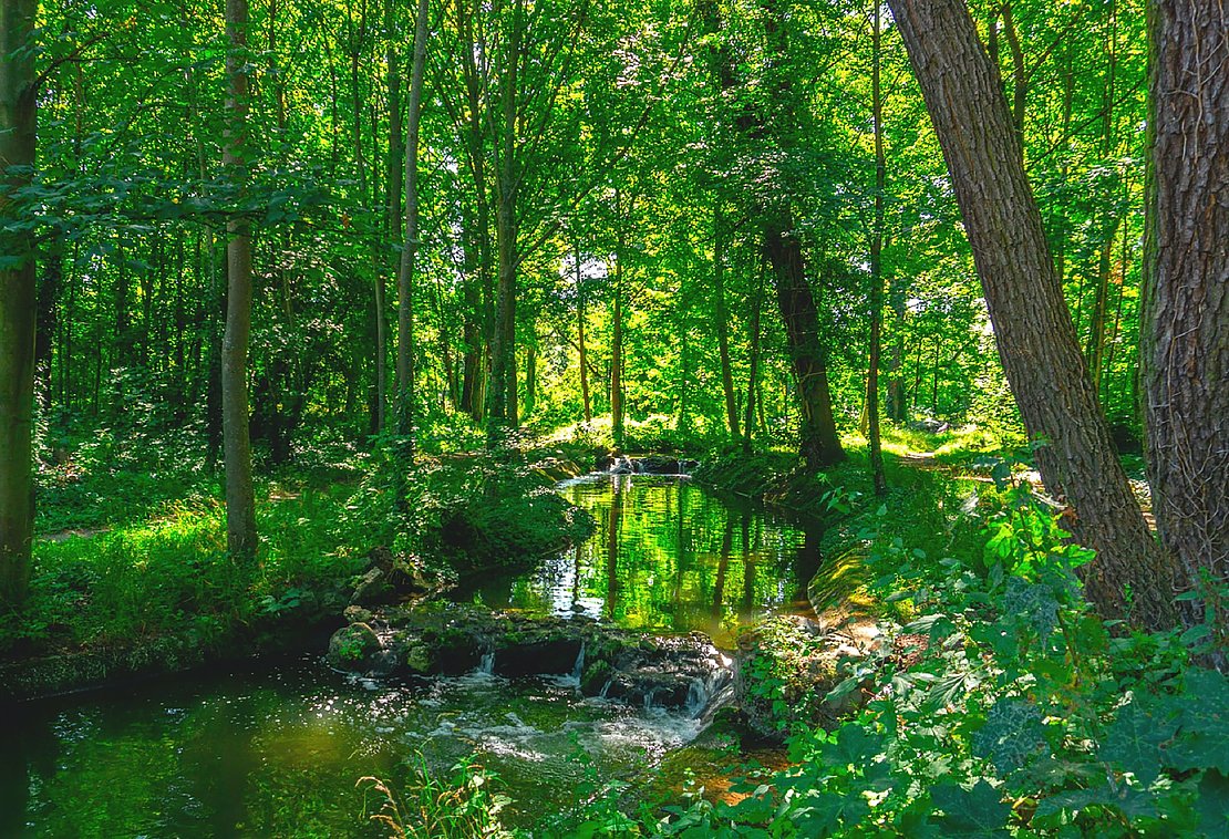 Plan de gestion de la forêt, Oloron-Sainte-Marie