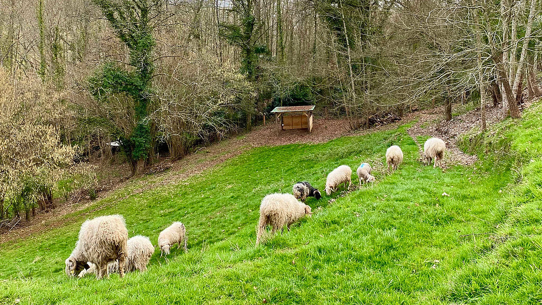 Les brebis, le meilleur agent naturel d’espace vert © DR