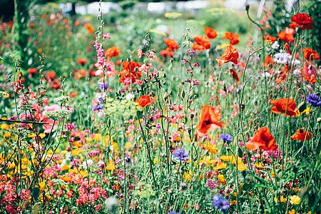 Ballades botaniques autour des plantes médicinales et comestibles à Ascain