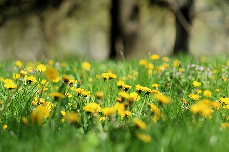 Apprendre à reconnaître et cuisiner les plantes sauvages comestibles à Montardon