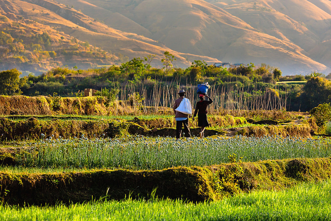 Madagascar agricultural landscape