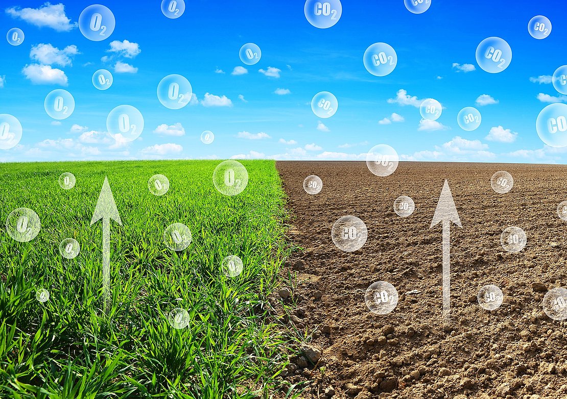 Oxygen release from the wheat field and Carbon dioxide escaping from the soil into the atmosphere due to plowing.