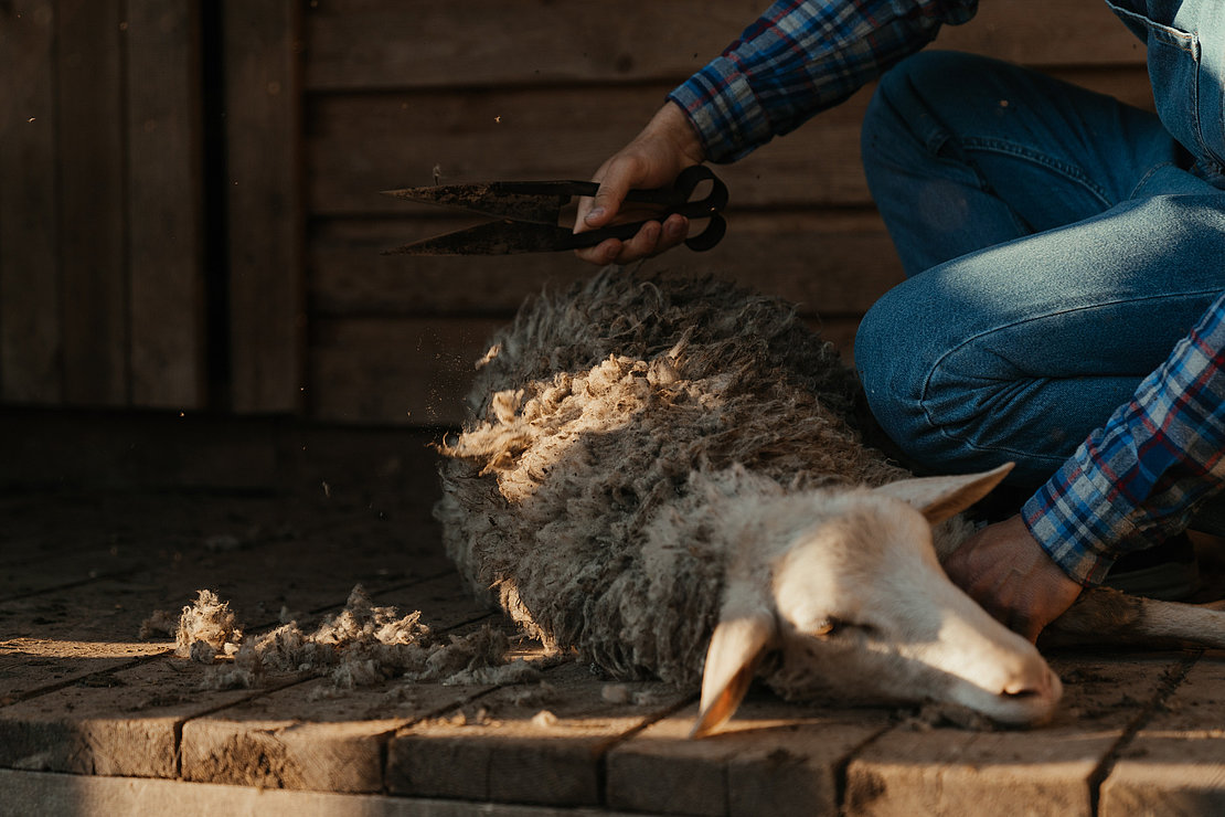 De nouveaux débouchés autour de la laine sont en étude et pourraient relancer la filière dans le département - Photo © FB