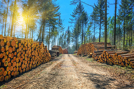Au total, la filière du bois représente 60 milliards d’euros de chiffre d’affaires, réalisés par quelque 60 000 entreprises. Et le secteur cumule 450 000 emplois, dont 395 000 directs © Grecaud Paul - stock.adobe.com