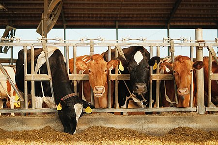 Un plan régional pour atteindre l’autonomie protéique