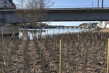 La Ville de Bayonne plante 1500 arbres à Saint-Frédéric