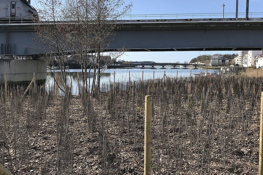 La Ville de Bayonne plante 1500 arbres à Saint-Frédéric