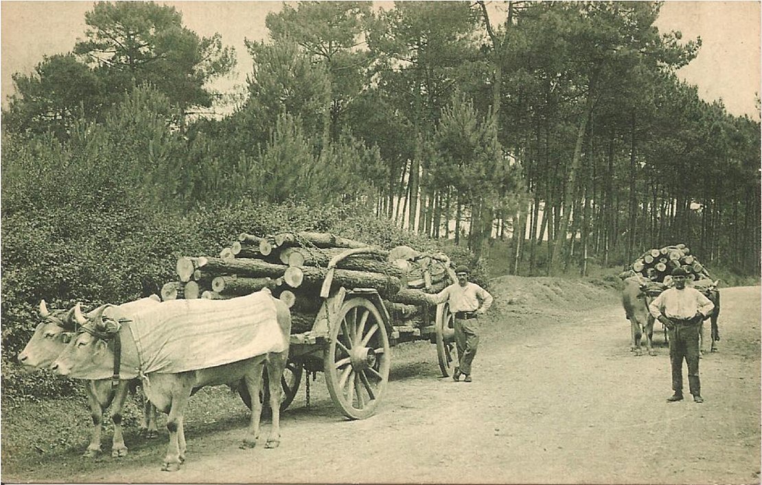 Les bœufs tiraient le bois coupé par les hommes, ce qui permettait un entretien régulier de la forêt @ DR