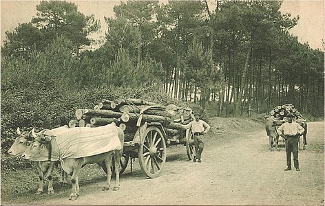 Les bœufs tiraient le bois coupé par les hommes, ce qui permettait un entretien régulier de la forêt @ DR