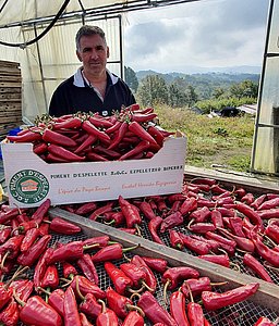 Christophe Larrodé, producteur de piments d’Espelette depuis 2005 - Photo © MBP