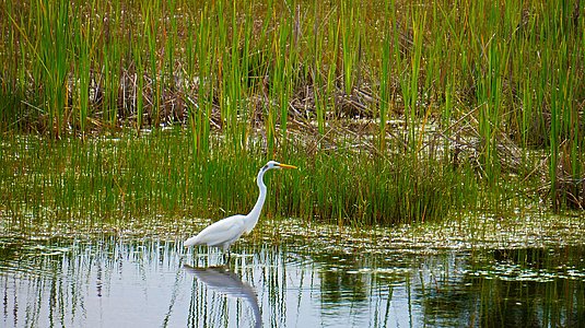 Préserver la biodiversité dans les zones humides néo-aquitaines.