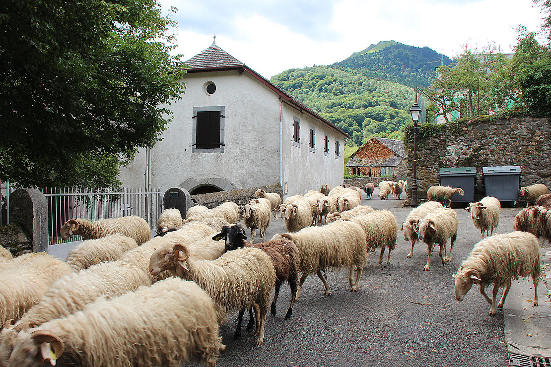 transhumance in bilhères (france)