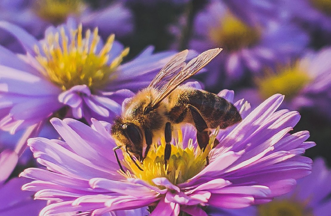 Bayonne : une distribution  de graines de fleurs chez Loreztia