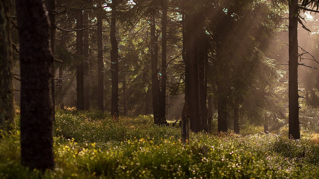 Pour une gestion durable des forêts néo-aquitaines