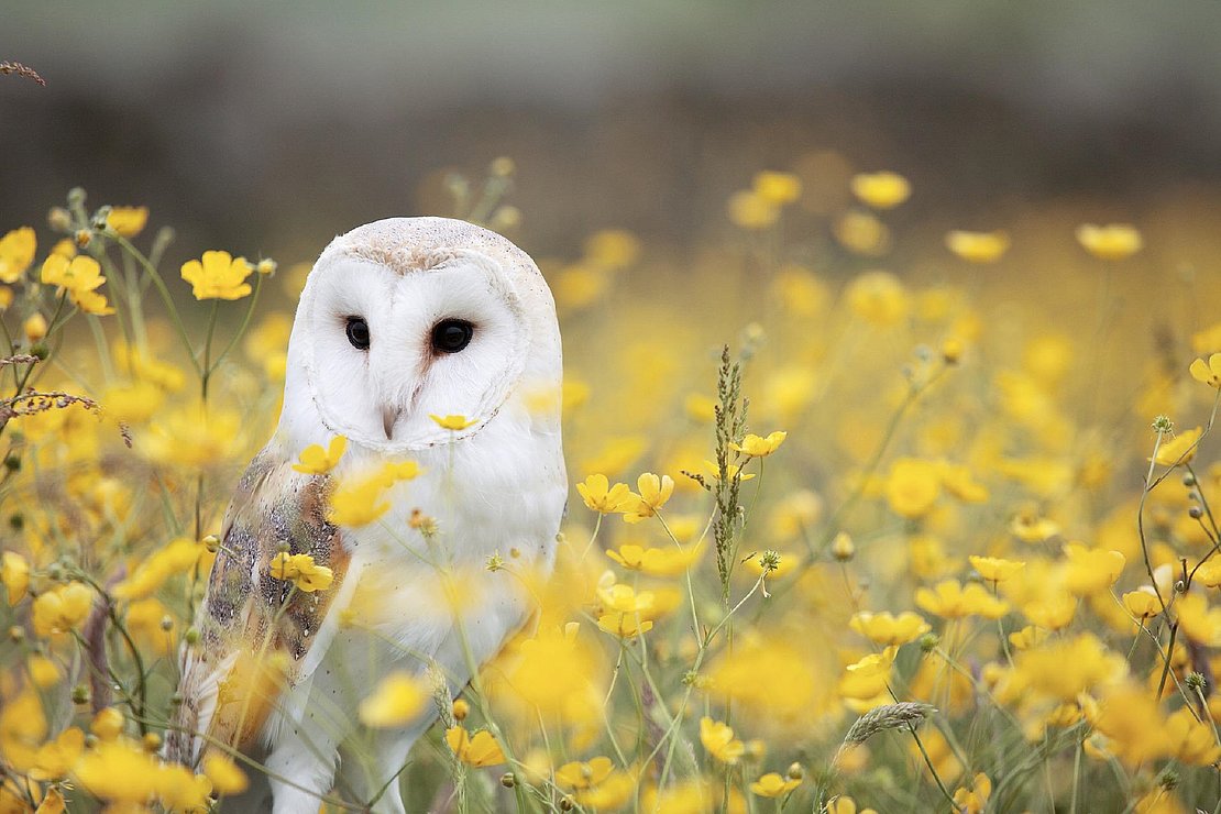 L'association Hegalaldia oeuvre à la protection de la faune sauvage dans le département des Pyrénées-Atlantiques