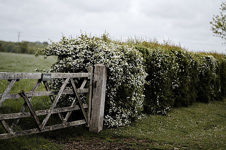 Planter des haies champêtres pour favoriser la biodiversité