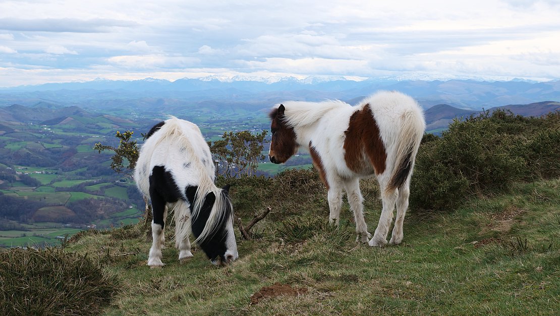 Pottoks Pays Basque