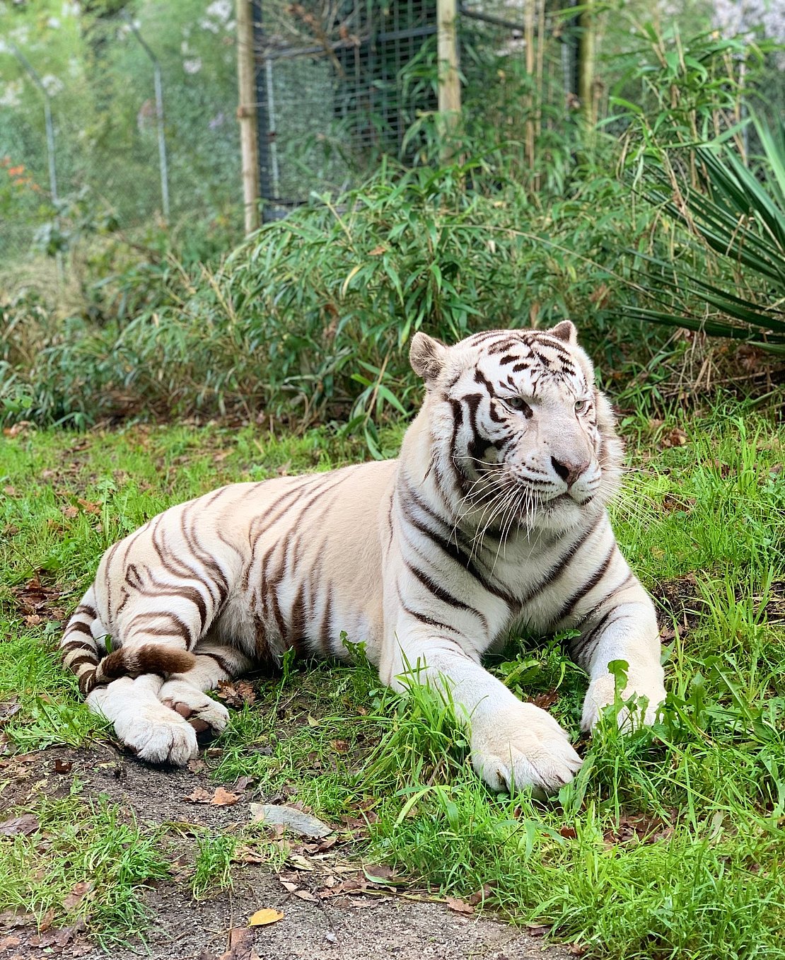 Radjah, le tigre blanc emblème du parc d’Asson ©YR