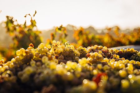 La Fête des vendanges au Château de Crouseilles