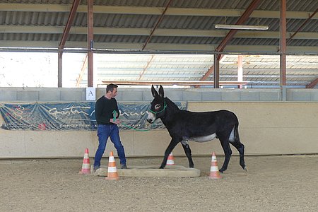 Patrick Brunet entraîne Diego deux fois par jour avant le concours à Paris fin février début mars. Cet âne de type gascon représentera la race des Pyrénées. © Alexandra Delalande