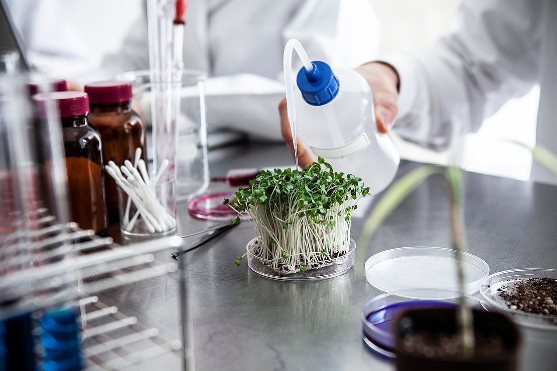 植物を薬液にひたす実験
