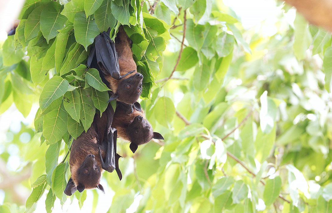 Nuit de la chauve-souris dans les Pyrénées-Atlantiques