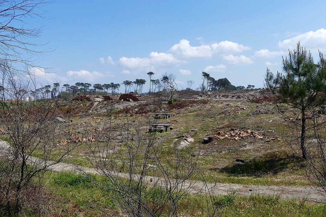 Massif forestier du Pignada à Anglet © Alexandra Delalande