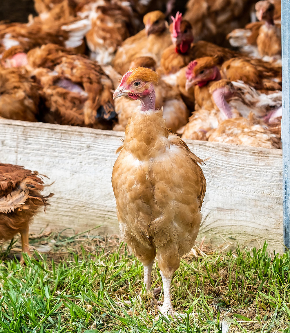 Poulets à cou nu élevés en plein air