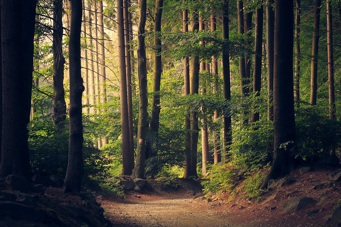 Un réseau de 48 forêts expérimentales et 10 essences d'arbres testées dans les îlots d'avenir répartis sur la région Nouvelle-Aquitaine.