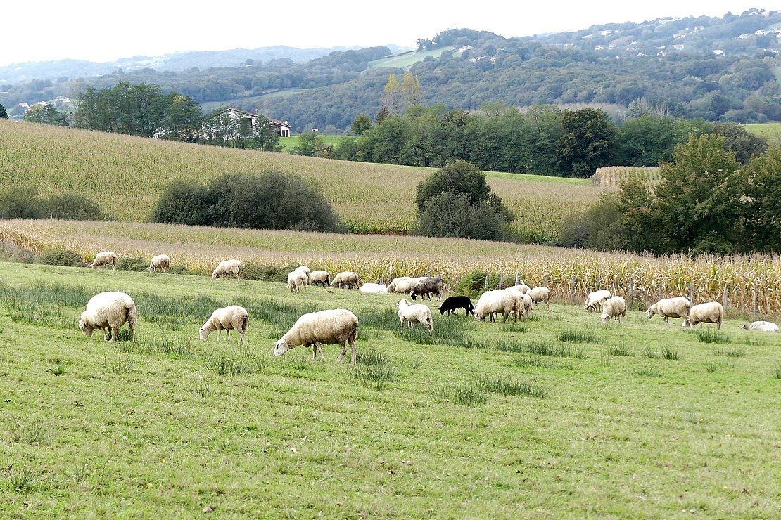 En 2010, les Pyrénées-Atlantiques comptaient 11 900 exploitations agricoles