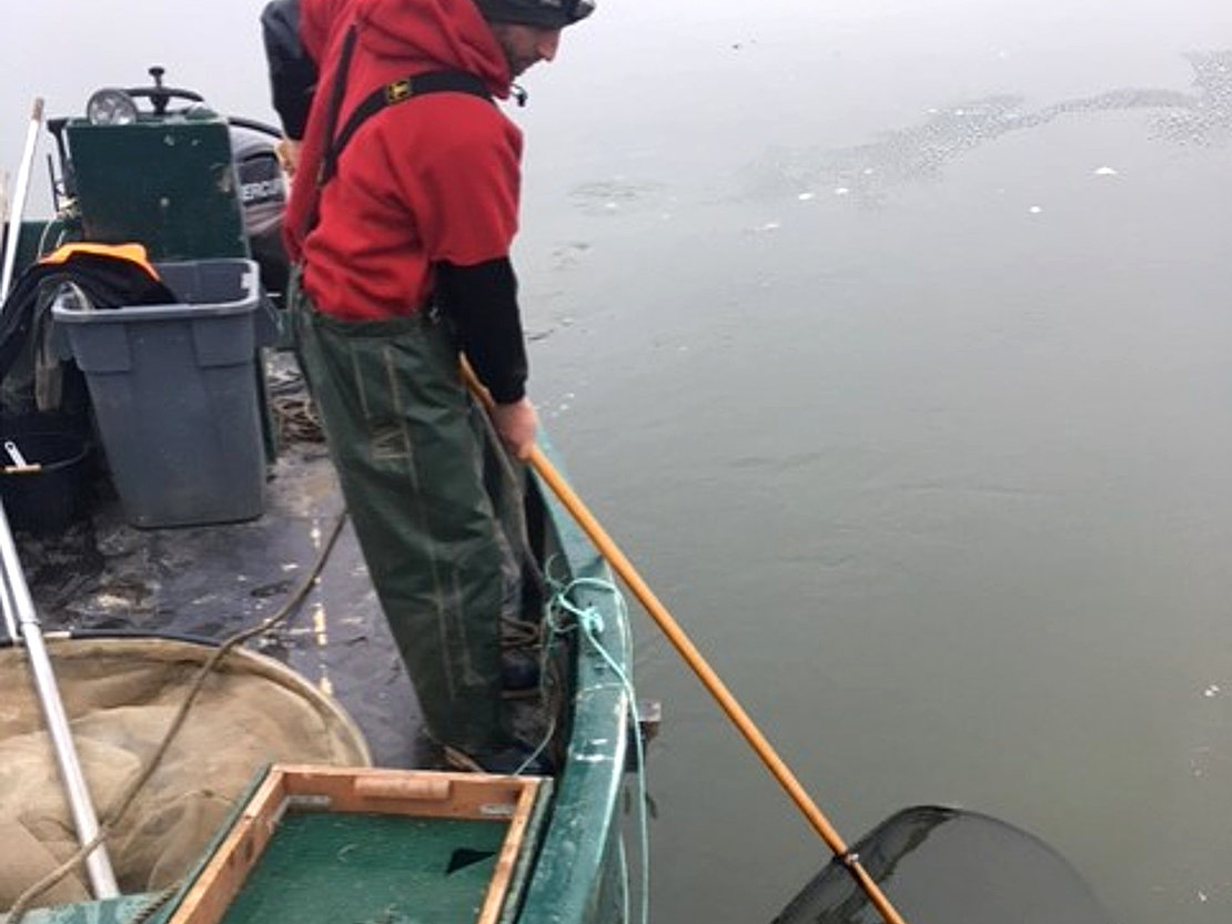 La pêche à la pibale s’effectue uniquement la nuit, sur une amplitude de 5 h, l’activité prenant fin avec la pleine mer © DR