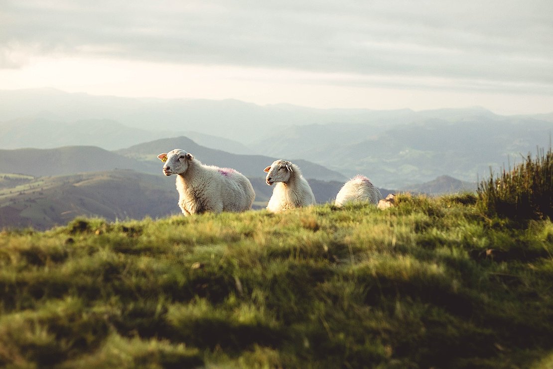 Brebis mouton dans les montagnes basque
