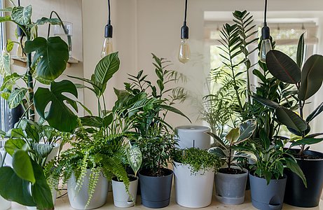Une vente éphémère de plantes à Bayonne