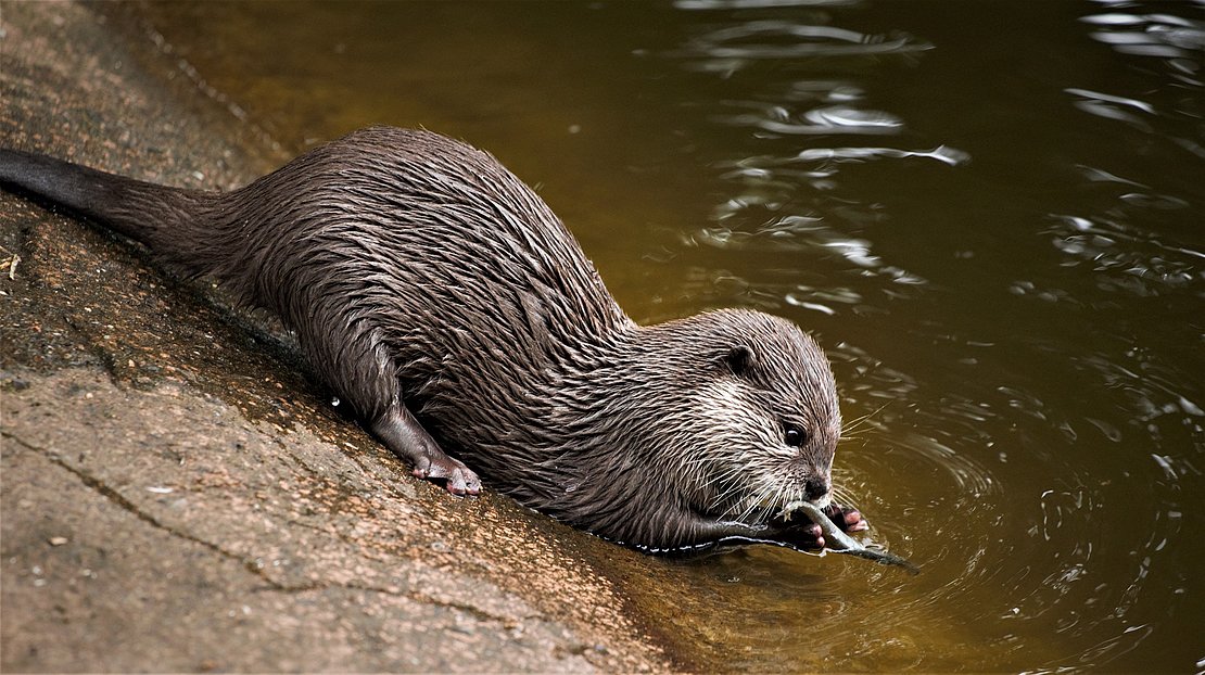 Participer à un inventaire de la faune du Pays Basque