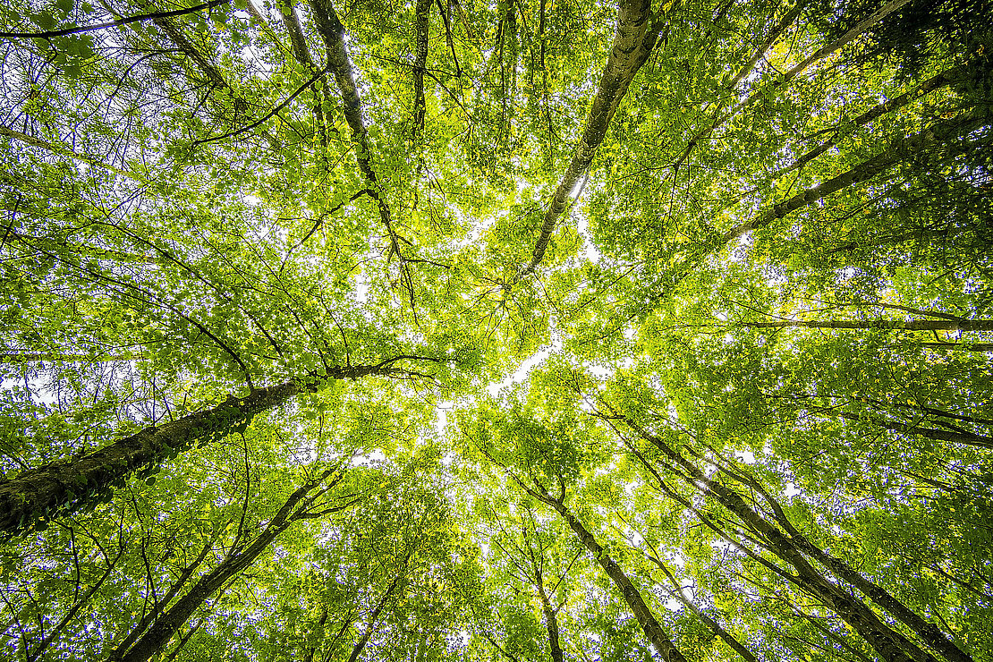 © Felix Mittermeier- Unsplash