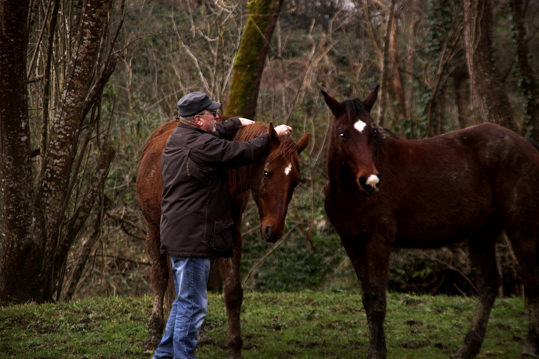 Peio Guelot et les chevaux, une passion de plus  de quatre décennies © FB
