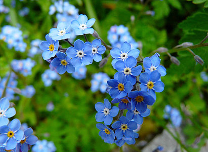 La lin, une plante à fleur bleue, parfaitement adaptée aux enjeux environnementaux de notre époque © DR