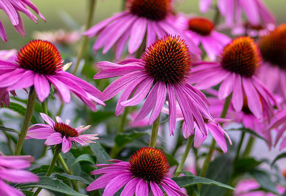 Echinacea purpurea flowering coneflowers, group of ornamental medicinal plants in bloom