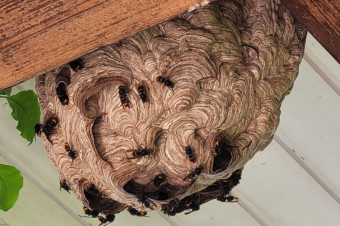 Les nids des frelons asiatiques sont constitués de cellulose, c’est-à-dire de la salive mélangée à du bois © MBP